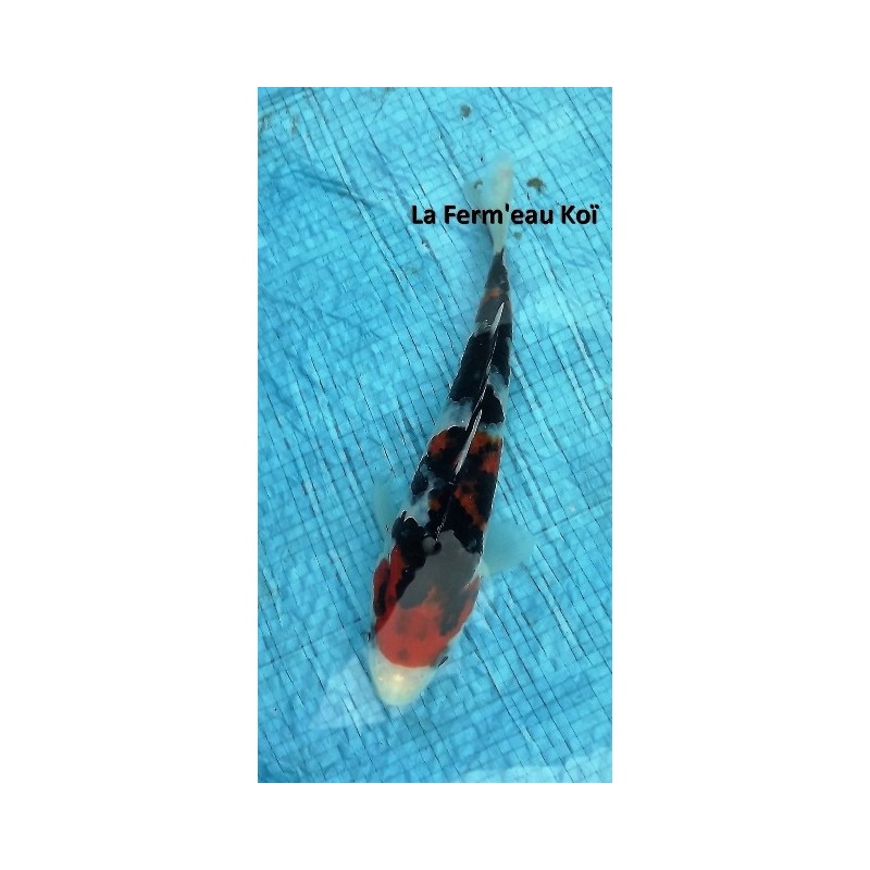 Showa 18-20 cm Japon Hirasawa