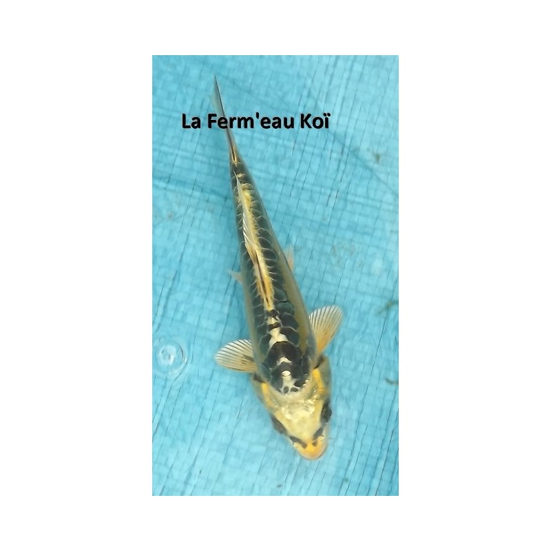 Tosaï : ki mitsuho ogon Hirasawa