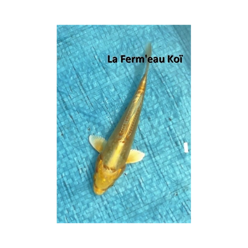 Tosaï : doitsu yamabuki Aoki