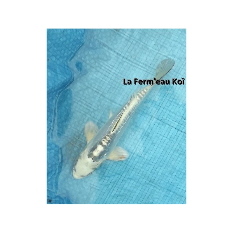 Doitsu gin matsuba 18-20 cm Japon Marusaka