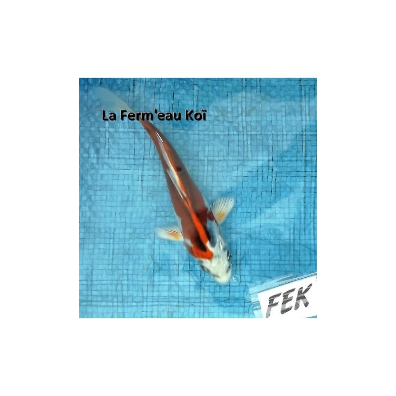 Doitsu yamatonishiki 18-20 cm Japon Marusaka