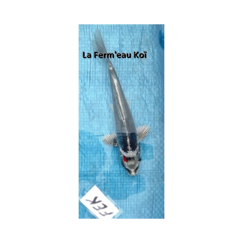 Beni kikokuryu 18-20 cm Japon Marusaka