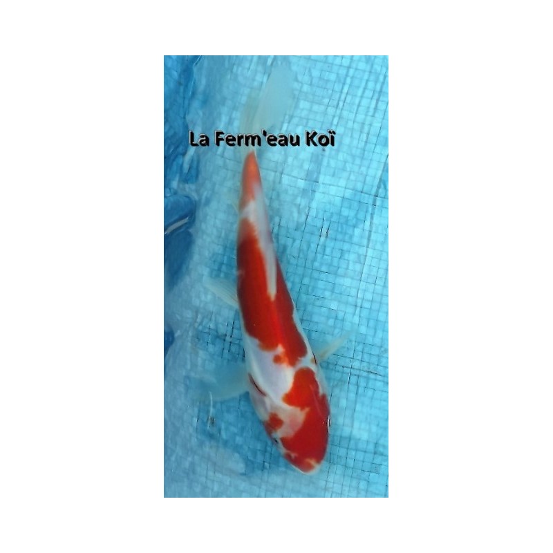 Doitsu kohaku 18-20 cm Japon Marusaka