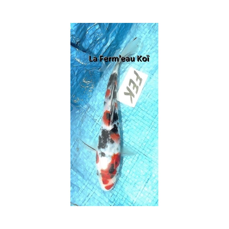 Tosaï : sanke Yagenji