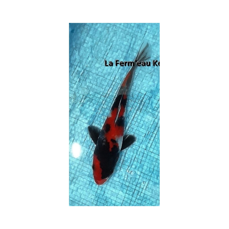 Tosaï : showa Yagenji