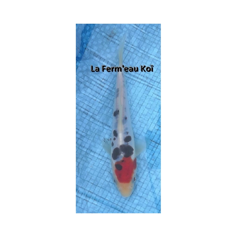 Tosaï : doitsu taisho sanke Shinoda