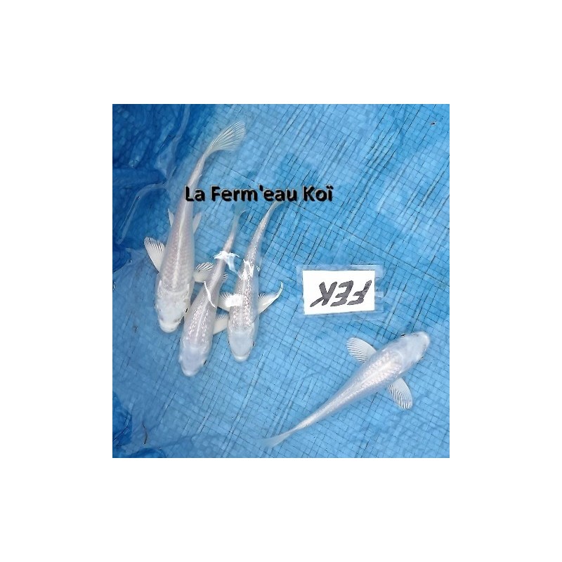 platinium / gin matsuba 12-15 cm Japon Yamazaki