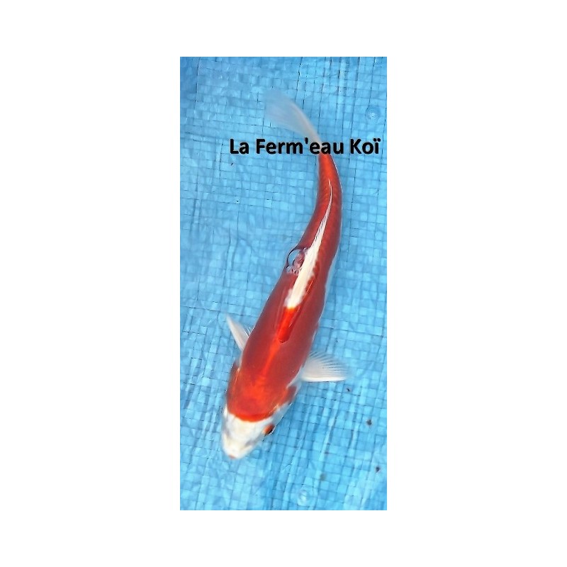 Tosaï : kikusui 18 -20 cm Marusaka