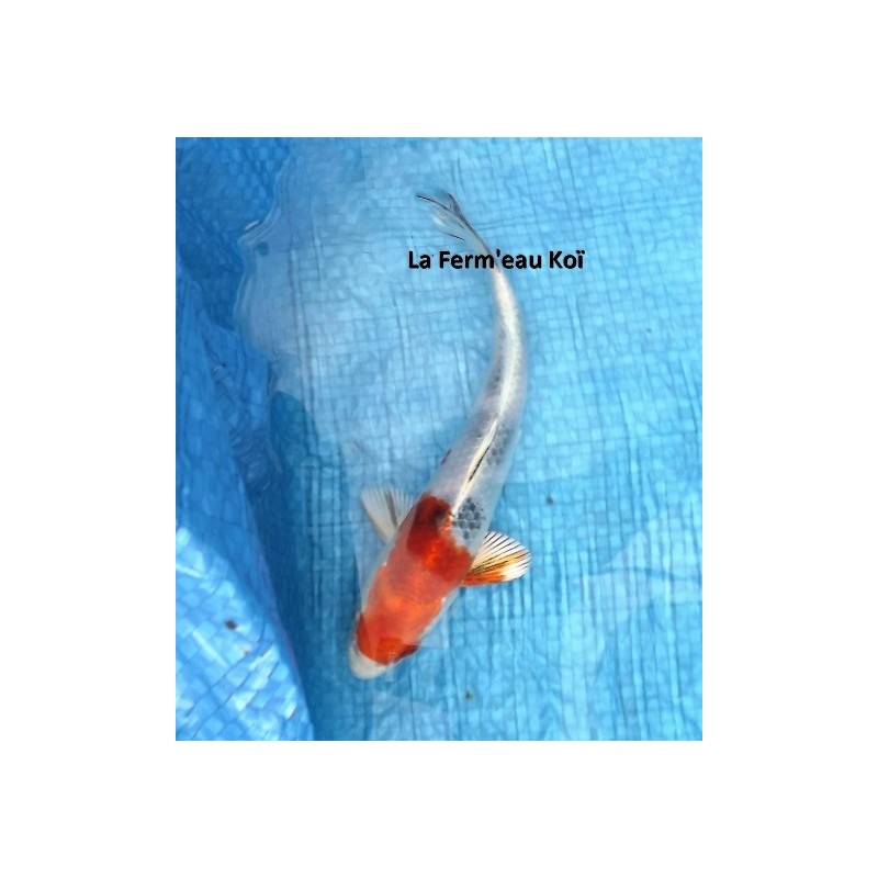 Tosaï : yamatonishiki 18 -20 cm Marusaka