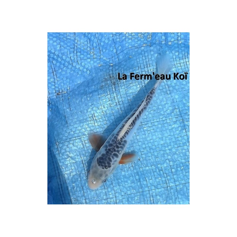 Tosaï : shusui 18 -20 cm Marusaka