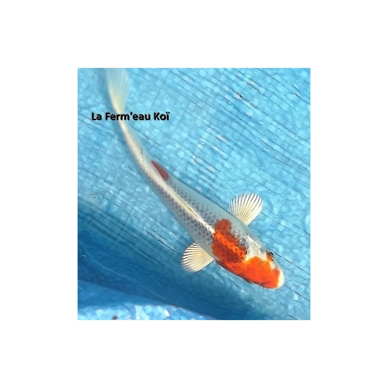 Tosaï : kujaku 18 -20 cm Marusaka