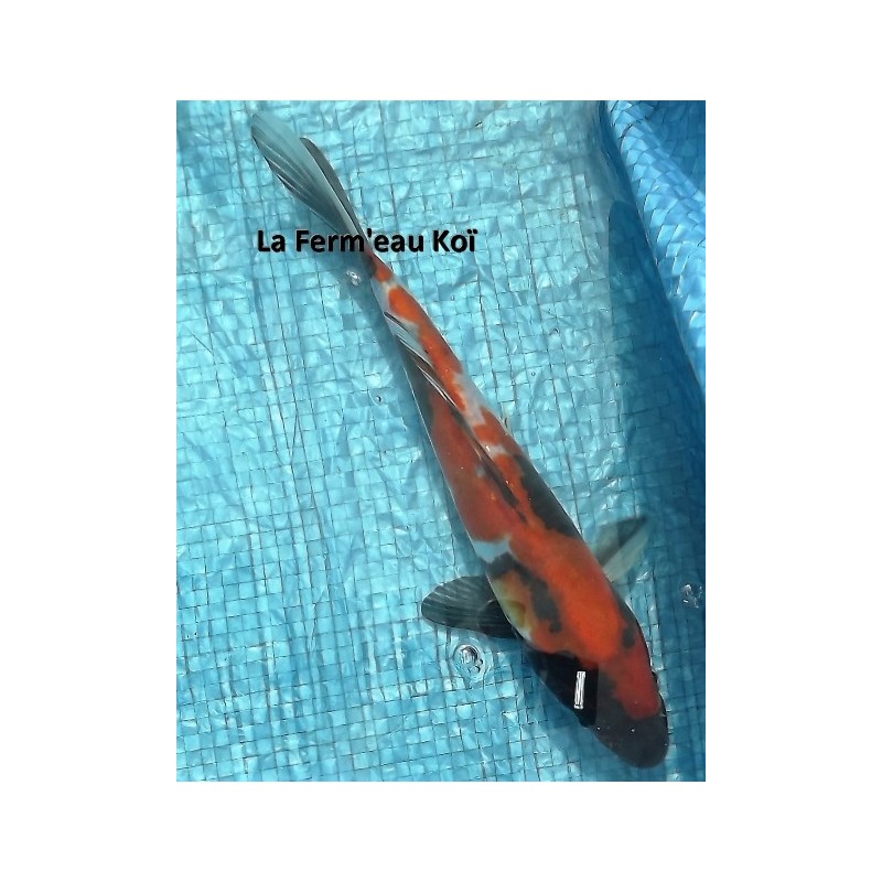 Tosaï : doitsu Showa 18 -20 cm Shinoda