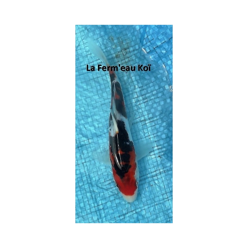 Tosaï : Doitsu Showa 15 - 18 cm Shinoda