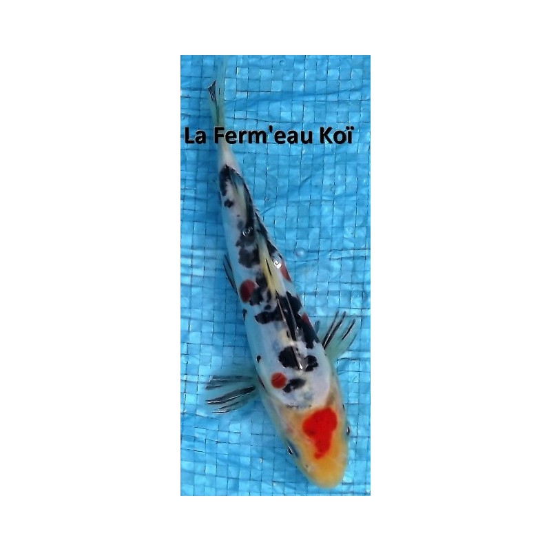 Tosaï : Doitsu taisho sanke 15 - 18 cm Shinoda