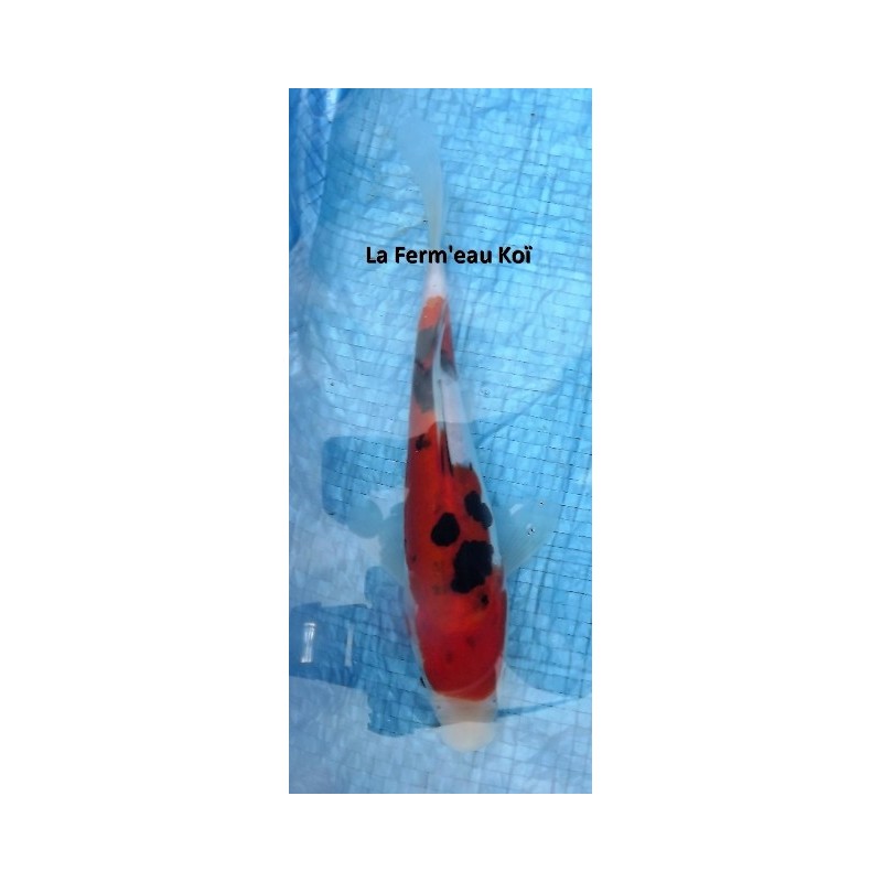 Tosaï : Doitsu sanke 15 - 18 cm Shinoda