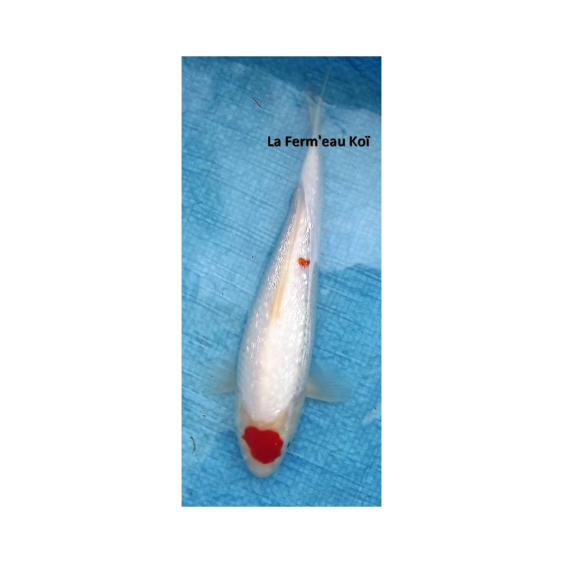 Maruten (tancho) ginrin FEMELLE 25-30 cm