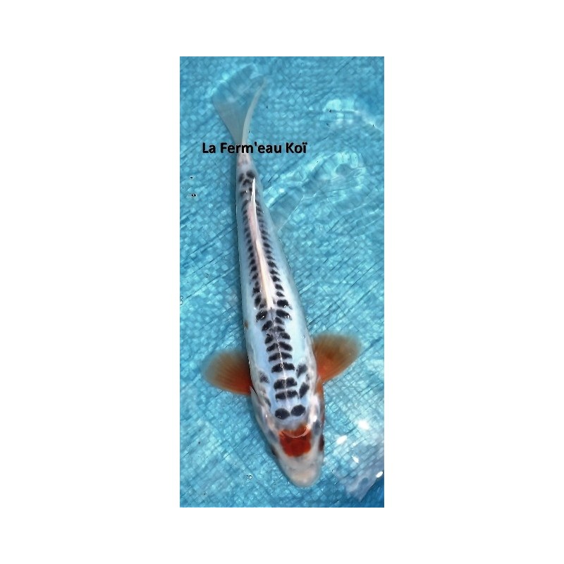 Tancho shusui Male 25-30 cm