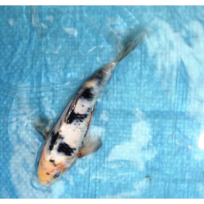 sanke (1/2 voile)20-25 cm