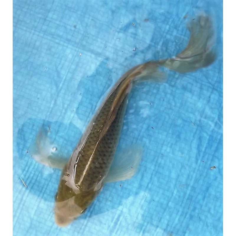 Chagoï voile 20-25 cm