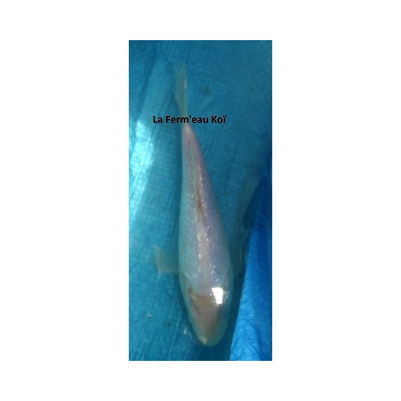 ginrin platinium 20-25 cm