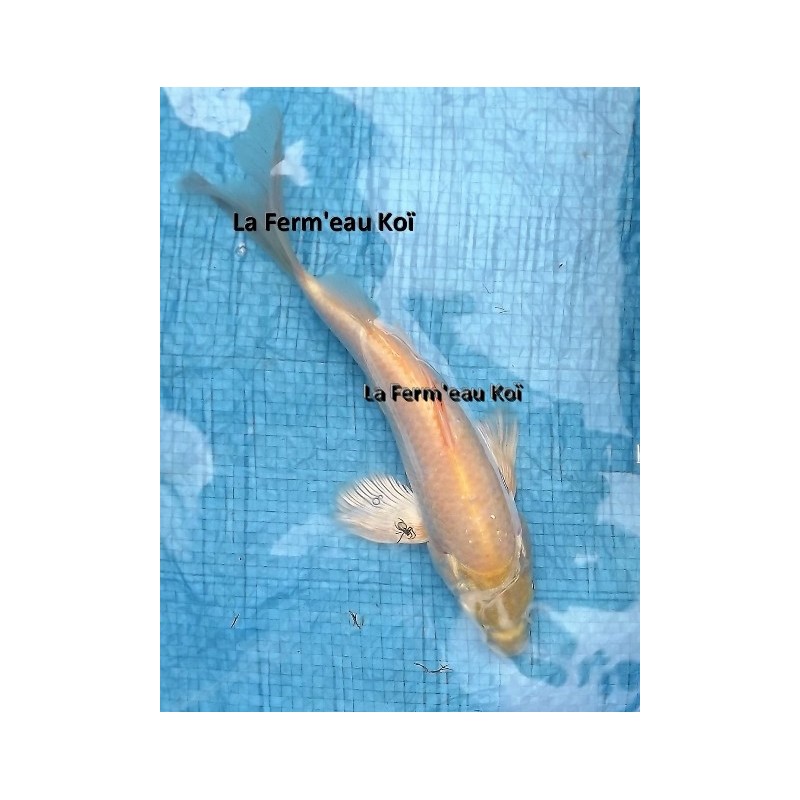 Karashigoï voile 20-25 cm