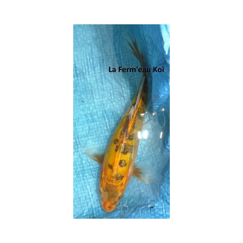 Doitsu voile 20-25 cm