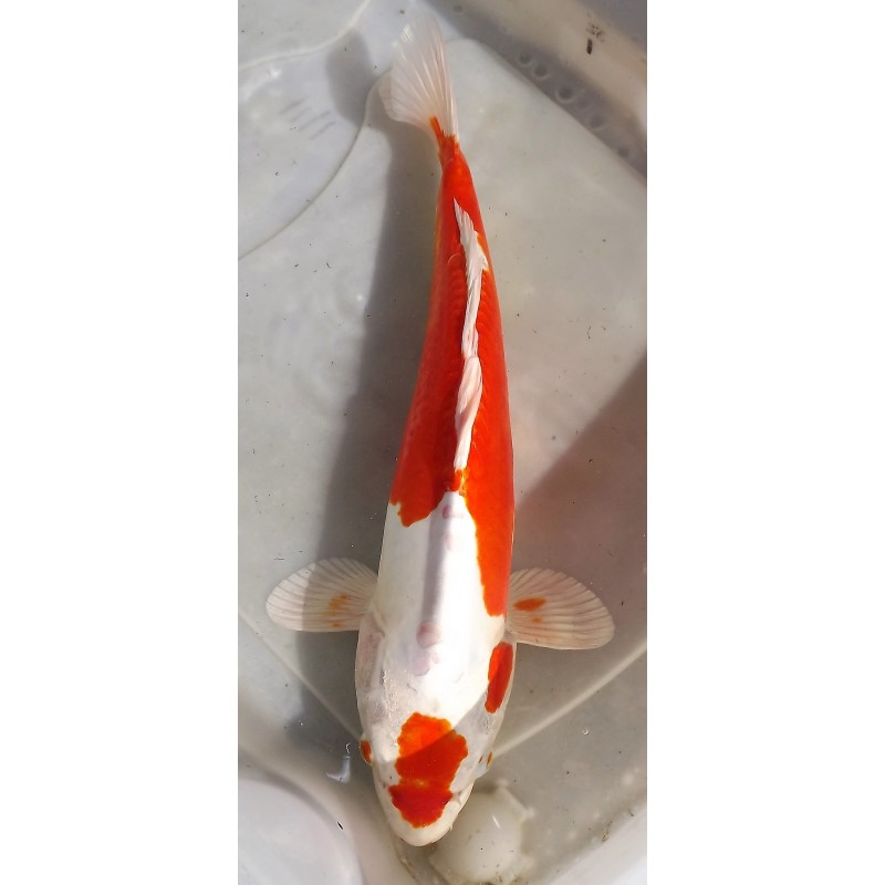 maruten tancho kikusui 38cm FEMELLE