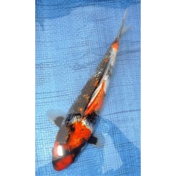 Ginrin Showa 30-35 cm 