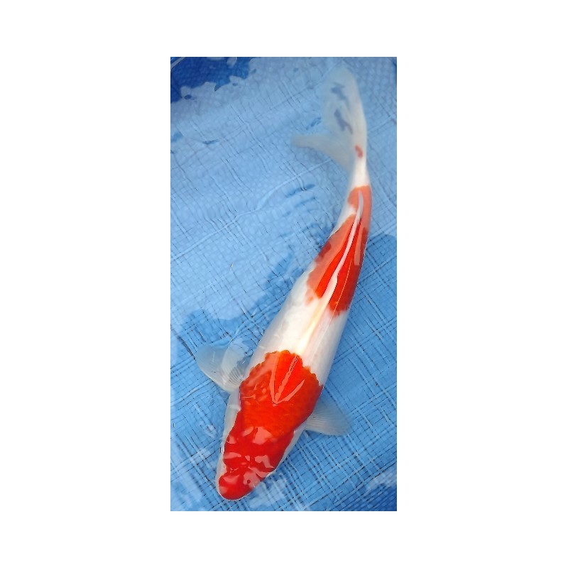 Kohaku (Nidan) 35 - 40 cm 