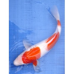 Kohaku (Sandan) 35 - 40 cm 