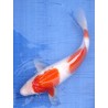 Kohaku (Sandan) 35 - 40 cm 