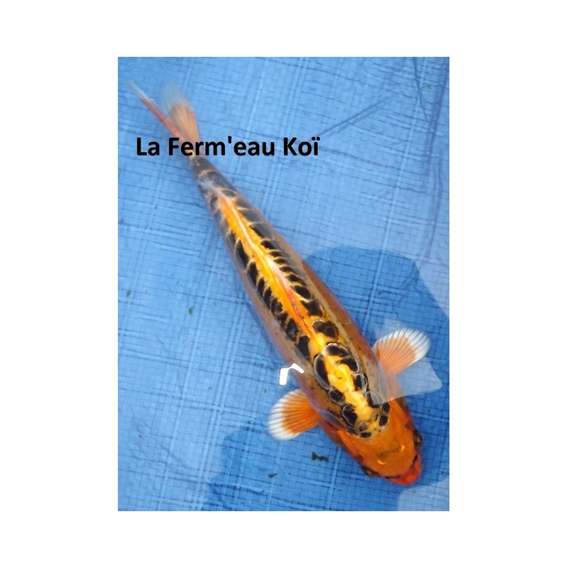 Mizuho Ogon 30 - 35 cm