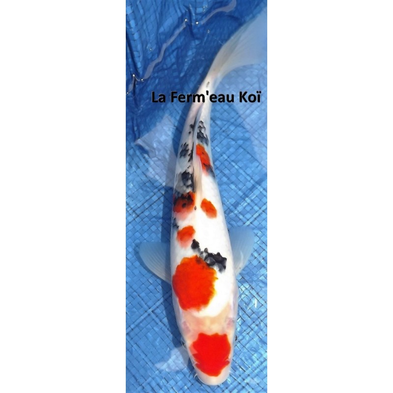 Taisho sanke 25-30 cm