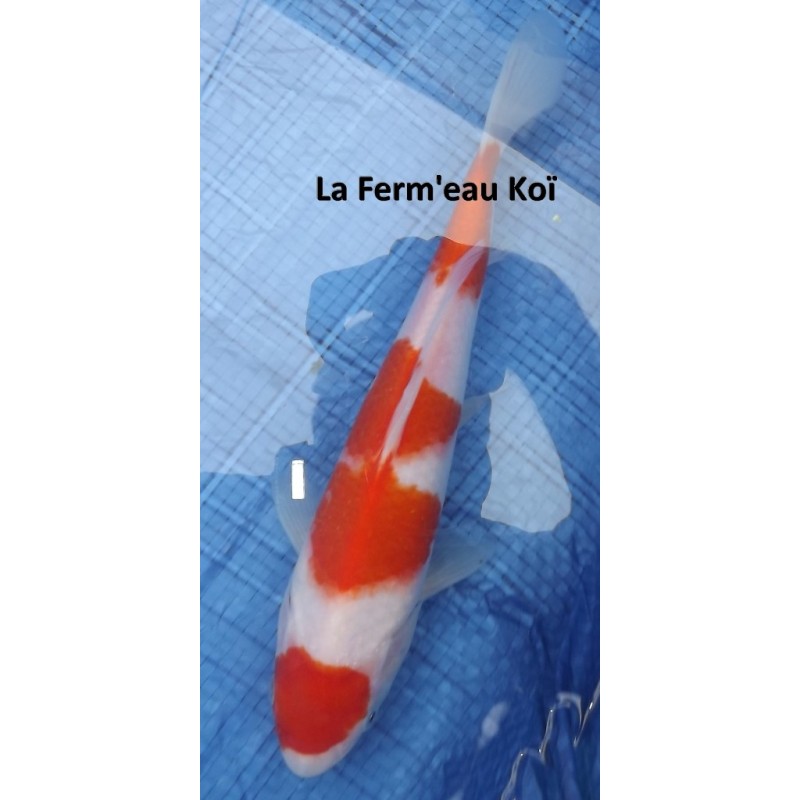 kohaku 20-25 cm