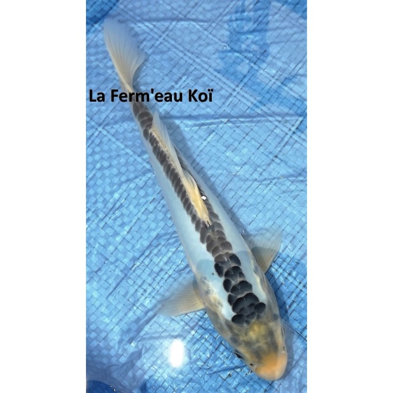 Shusui bleu 25-30 cm