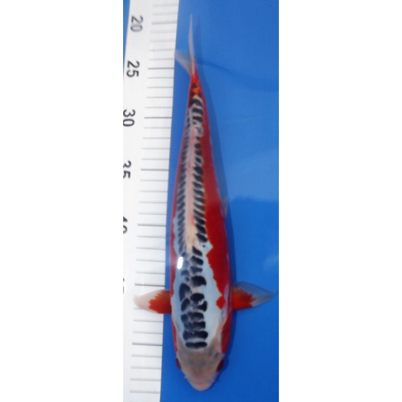 Nisaï Hi shusui él. Maruhiro