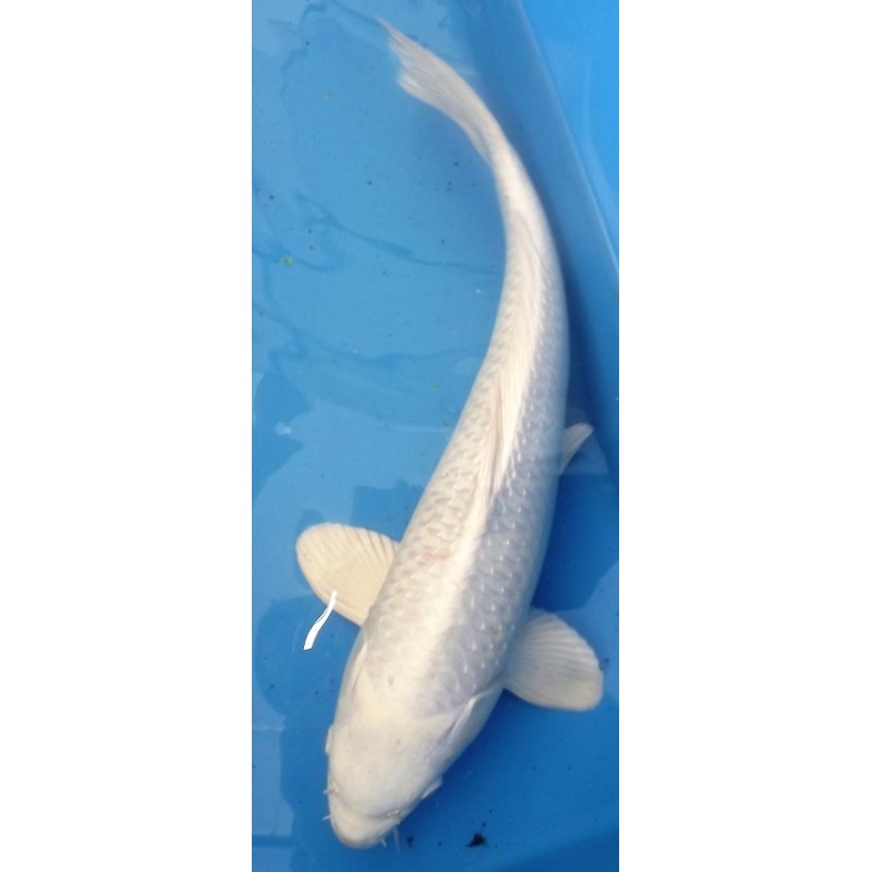 Nisaï Platinium él. Chogoro