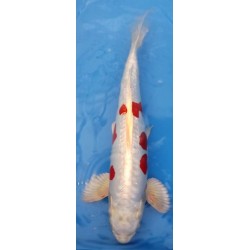 nisaï Kikusui él. Yagenji