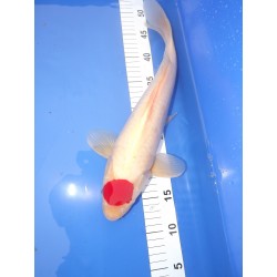 type 12-15cm Japon Maruseï Hirasawa tosaï