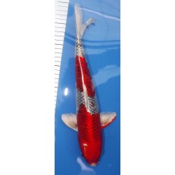 nisaï kujaku él.Maruseï