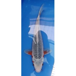 nisaï asagi él. Maruseï