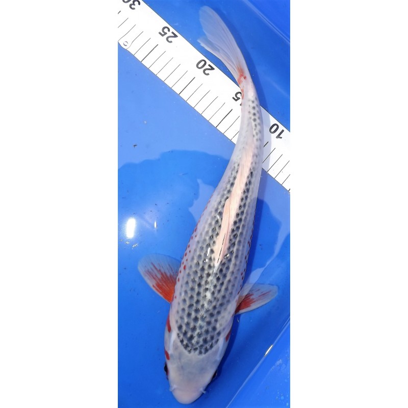 nisaï asagi él. Maruseï