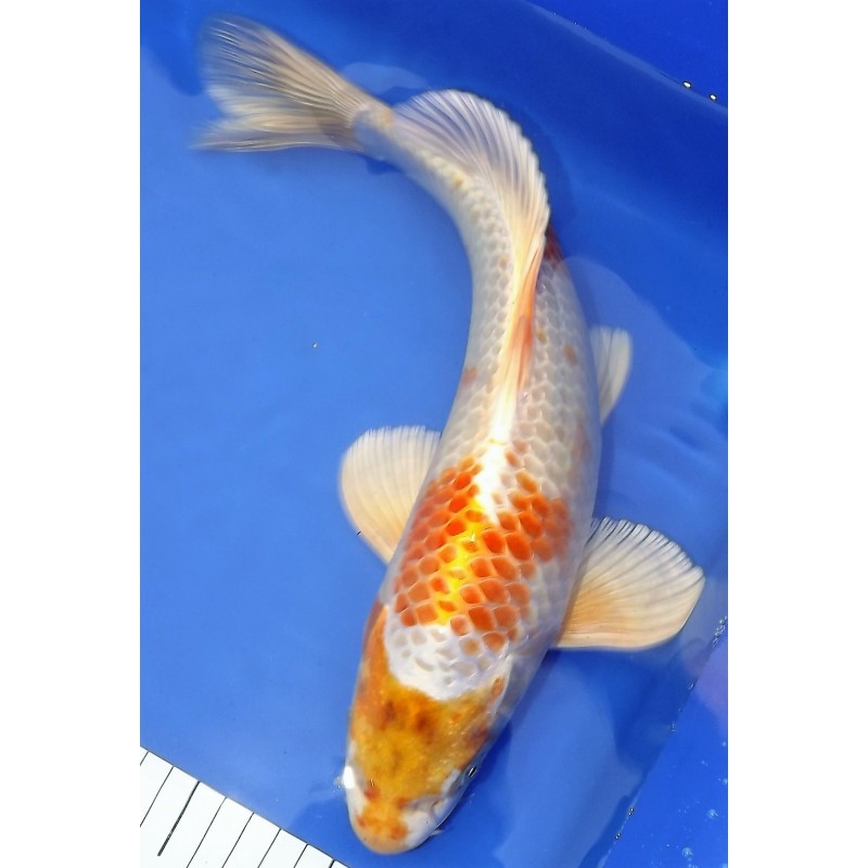 hariwake voile 35-40cm