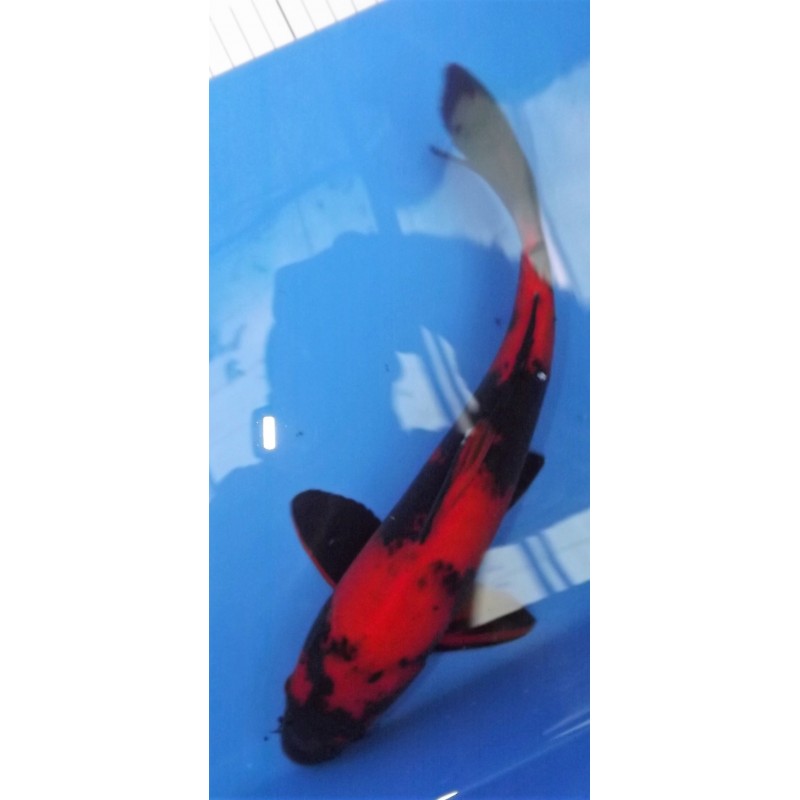 nisaï hi utsuri él.maruseï