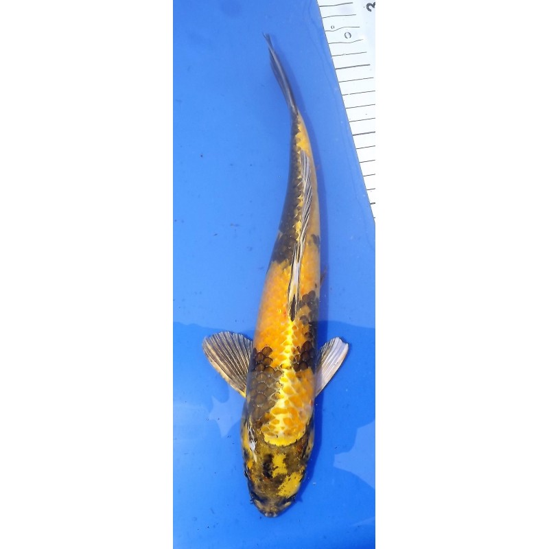 nisaï kin ki utsuri él.Maruseï