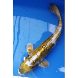 nisaï ki kikokuryu él. Maruseï