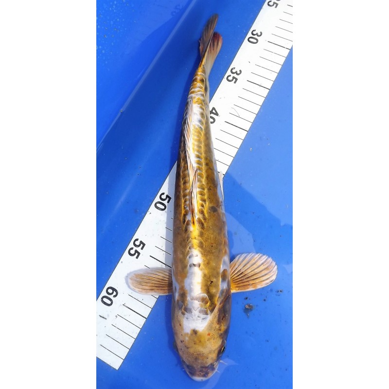 nisaï ki kikokuryu él. Maruseï