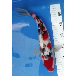 nisaï sanke él.Maruseï