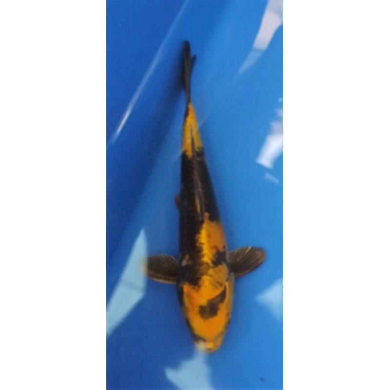 nisaï kin utsuri él.Maruseï