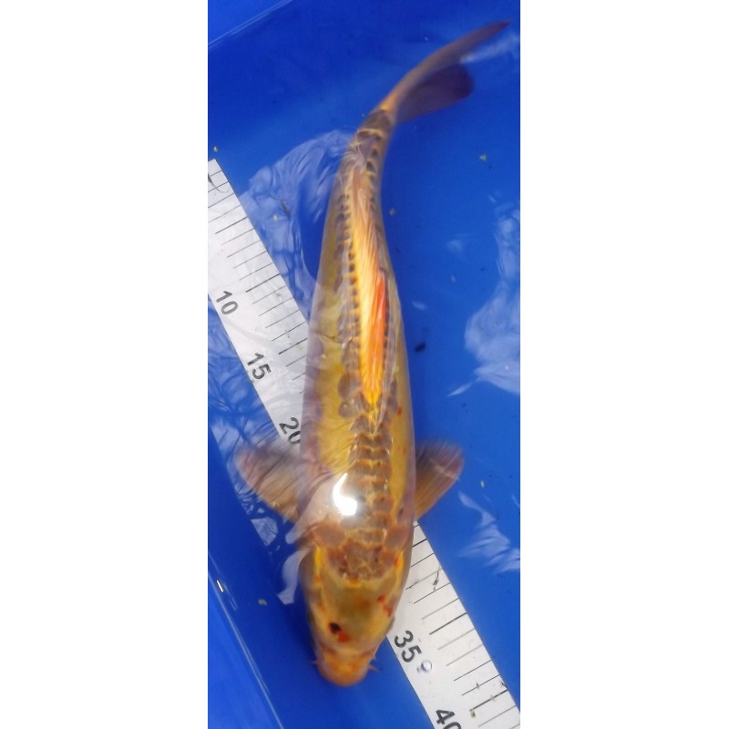 Nouveau KOI A 50-55 cm